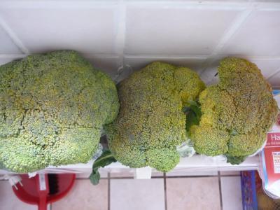 Bild zu Schnell ne Frage (Brokkoli)... - Baby Forum - Allgemeine Themen