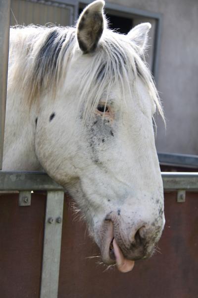 Bild zu Wer kennt diese Pferderasse? Habe heute dieses Pferd fotografiert und finde es - Baby Forum - Allgemeine Themen