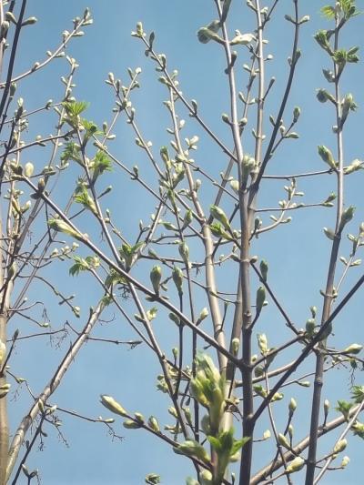 Bild zu Der Früüüüühling ist da.... - Baby Forum - Allgemeine Themen