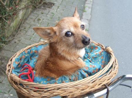 Bild zu