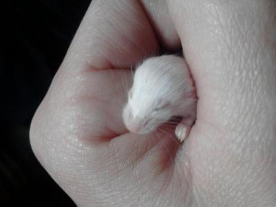 Bild zu mausfoto :) - Baby Forum - Allgemeine Themen
