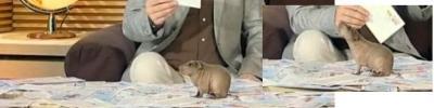 Bild zu kennt jemand dieses tier? - Baby Forum - Allgemeine Themen