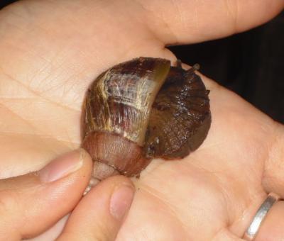Bild zu Kennt sich hier jemand mit Schnecken aus? - Baby Forum - Allgemeine Themen
