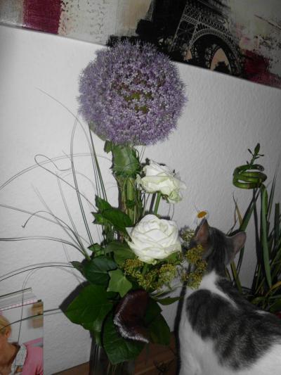 Bild zu weiß jemand wie diese blume heißt? - Baby Forum - Allgemeine Themen