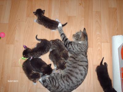 Bild zu Kittenfoto wer sehen will - Baby Forum - Allgemeine Themen