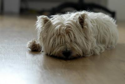 Bild zu Mein Schwiegerhund - Baby Forum - Allgemeine Themen