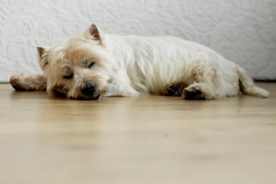 Bild zu Schwiegerhund - falls es jemanden interessiert - Baby Forum - Allgemeine Themen