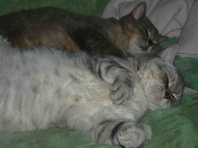 Bild zu Frage an die Katzenbesitzer...... - Baby Forum - Allgemeine Themen
