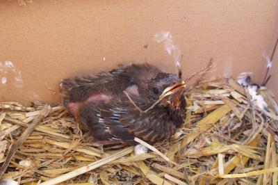 Bild zu was tun mit einer baby amsel?? - Baby Forum - Allgemeine Themen