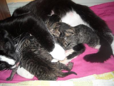 Bild zu guckt mal... ich war gerade bei einer 4lings geburt dabei - Baby Forum - Allgemeine Themen