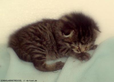 Bild zu huhu...suche noch einen katzennamen....bitte vorschläge : ) - Baby Forum - Allgemeine Themen