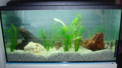Bild zu Hier mal unser Aquarium - Baby Forum - Allgemeine Themen