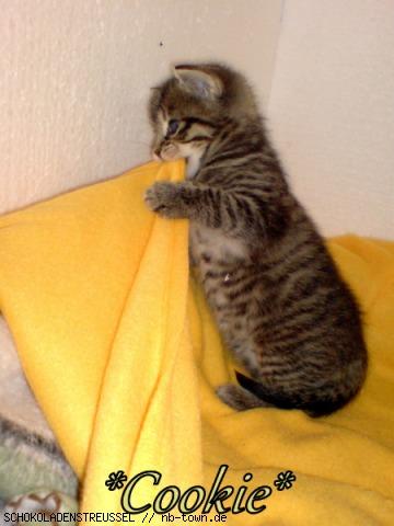 Bild zu *Cookie* - Baby Forum - Allgemeine Themen
