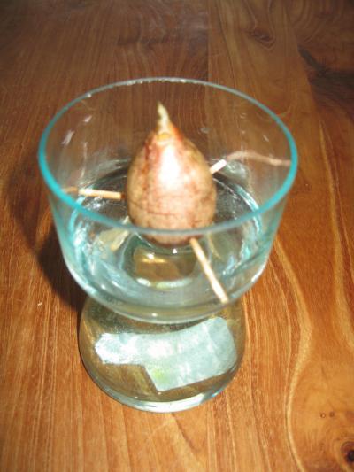 Bild zu Brauch noch mal Tipp: *Wie zeiht man einen Avocadobaum aus einem Kern?* - Baby Forum - Allgemeine Themen