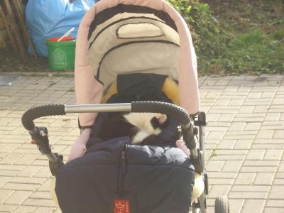Bild zu "Baby" Katze... - Baby Forum - Allgemeine Themen