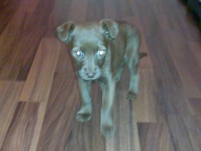 Bild zu hunde frage hab sry - Baby Forum - Allgemeine Themen