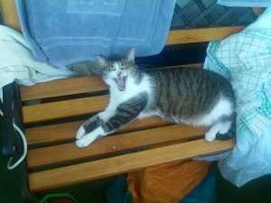 Bild zu 