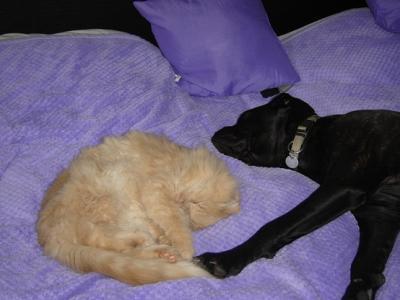 Bild zu von wegen hund und katze verstehen sich nicht - Baby Forum - Allgemeine Themen