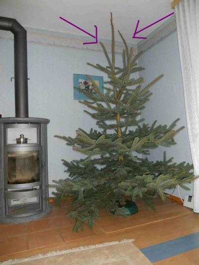 Bild zu So, der Baum steht - Baby Forum - Allgemeine Themen
