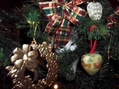 Bild zu Mein Baum raschelte gerade..... - Baby Forum - Allgemeine Themen