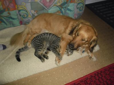 Bild zu och mensch...meine hündin tut mir voll leid heute :o( - Baby Forum - Allgemeine Themen