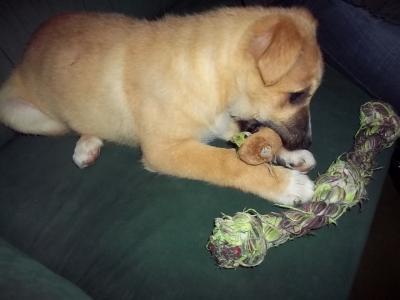 Bild zu Murphy iat daaaaa :-) - Baby Forum - Allgemeine Themen