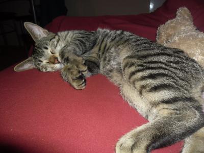 Bild zu AAAAAAHHHH hilfe, mein kater dreht hier gerade durch - Baby Forum - Allgemeine Themen