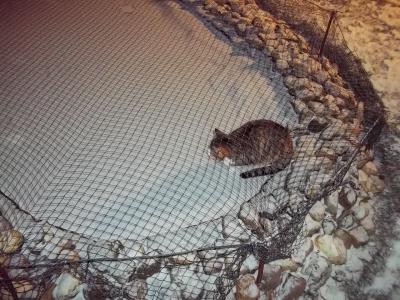 Bild zu Ich glaube meine Katze ist Jesus! - Baby Forum - Allgemeine Themen