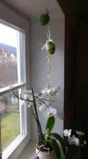 Bild zu versuch einer osterdeko - Baby Forum - Allgemeine Themen