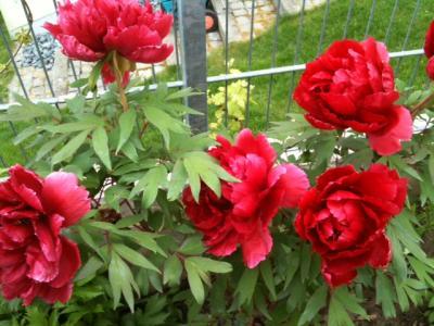 Bild zu Guten Abend.....los, seid neidisch..... - Baby Forum - Allgemeine Themen