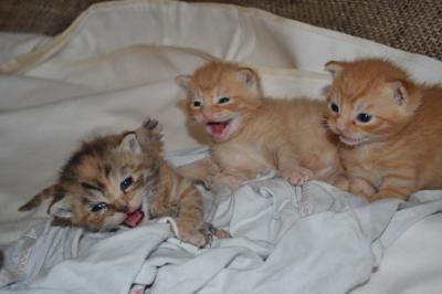 Bild zu Katzenbabies - Baby Forum - Allgemeine Themen