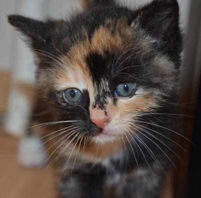 Bild zu Hab wieder neue Katzenbabies - Baby Forum - Allgemeine Themen