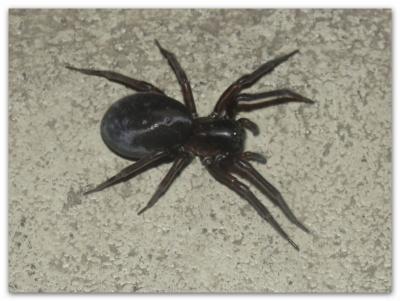 Bild zu Schock in der Abendstunde (Spinne) - Baby Forum - Allgemeine Themen