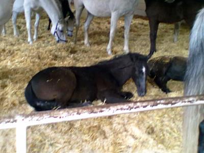 Bild zu Gefallen Euch Lipizzaner? - Baby Forum - Allgemeine Themen