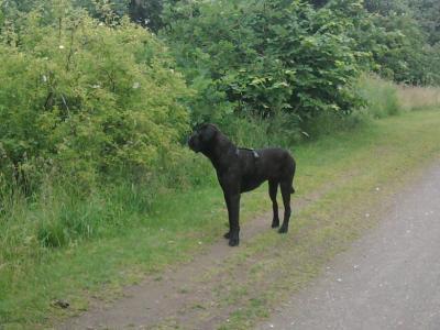 Bild zu @Fredda   du wolltest doch ein aktuelles Foto von unserem Hund - Baby Forum - Allgemeine Themen