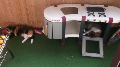 Bild zu Was zum Lachen - Katze - Baby Forum - Allgemeine Themen