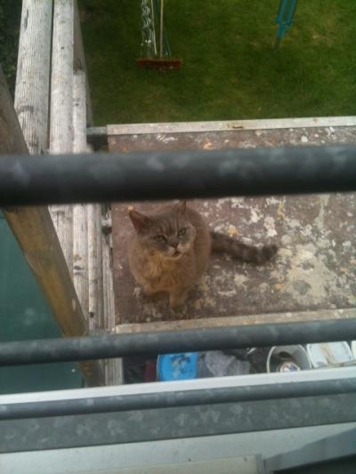 Bild zu Boah....Katzen sind doch blöd! - Baby Forum - Allgemeine Themen