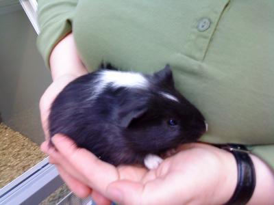 Bild zu Mein Meerschweinchen ist gestorben :-( - Baby Forum - Allgemeine Themen