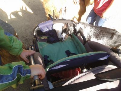 Bild zu Ich war heute im Zoo - Baby Forum - Allgemeine Themen