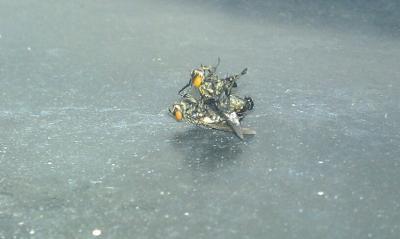 Bild zu es ist einfach soo unfassbar wiederlich - Baby Forum - Allgemeine Themen