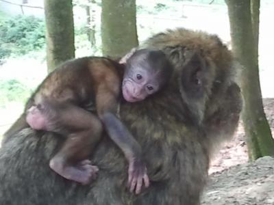 Bild zu Schaut mal, heute im Tierpark. - Baby Forum - Allgemeine Themen
