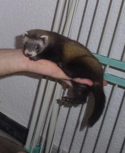 Bild zu Die Kleine hat mir heute mein Mann geschenkt! - Baby Forum - Allgemeine Themen