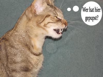 Bild zu Wer hat hier..... - Baby Forum - Allgemeine Themen