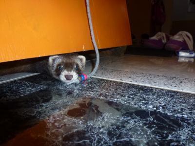 Bild zu Hält hier jemand ein oder mehrere Frettchen? - Baby Forum - Allgemeine Themen