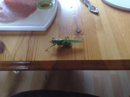 Bild zu