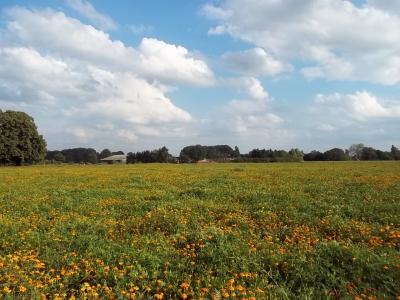 Bild zu Abendspaziergang :-) - Baby Forum - Allgemeine Themen