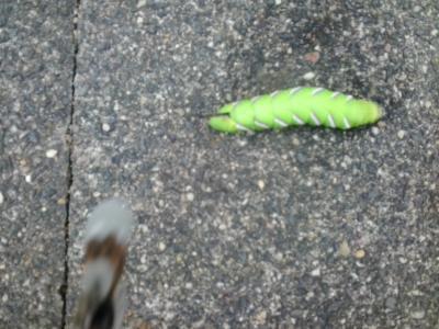 Bild zu Habt ihr schon mal so eine Raupe gesehen?? - Baby Forum - Allgemeine Themen