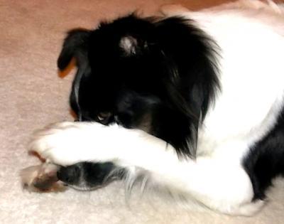 Bild zu Nochmal wegen meinen Border Collie - Baby Forum - Allgemeine Themen