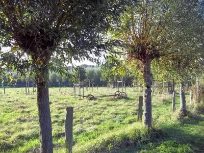 Bild zu Abendspaziergang... - Baby Forum - Allgemeine Themen