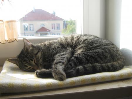 Bild zu 
